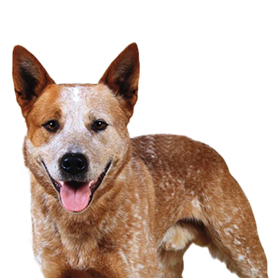 Australian Stumpy Tail Cattle Dog